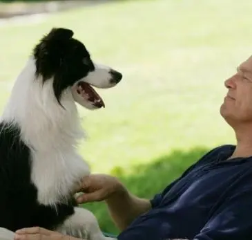 Собачий год (2009) через торрент бесплатно Собачий год (2009) фильм через торрент бесплатно