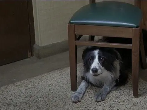 Собачий год (2009) в хорошем качестве через торрент Собачий год (2009) фильм в хорошем качестве через торрент