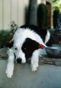 Без гроша в Беверли Хиллз (1986) в хорошем качестве через торрент Без гроша в Беверли Хиллз (1986) фильм в хорошем качестве через торрент