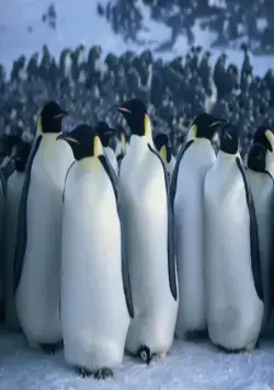 Птицы 2: Путешествие на край света (2004) через торрент бесплатно Птицы 2: Путешествие на край света (2004) фильм через торрент бесплатно