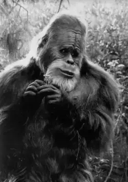 Гарри и Хендерсоны (1987) через торрент скачать Гарри и Хендерсоны (1987) фильм через торрент скачать