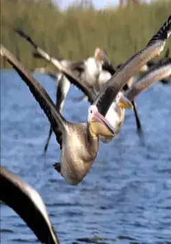 Птицы (2001) через торрент скачать Птицы (2001) фильм через торрент скачать