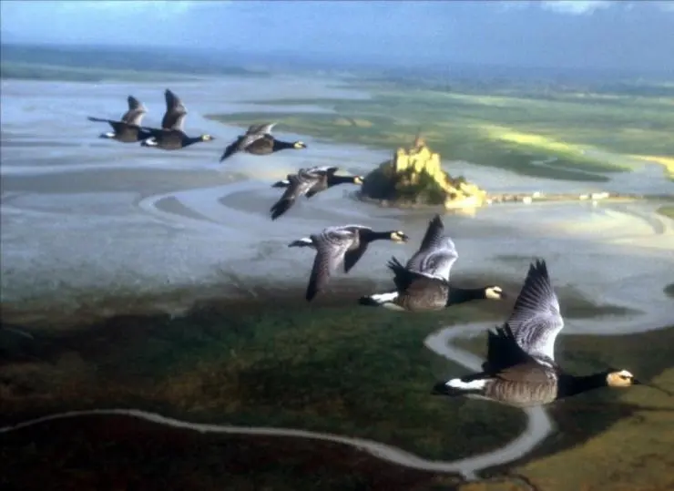 Птицы (2001) через торрент бесплатно Птицы (2001) фильм через торрент бесплатно