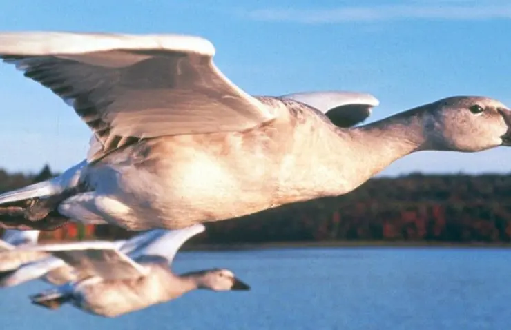 Птицы (2001) в хорошем качестве через торрент Птицы (2001) фильм в хорошем качестве через торрент