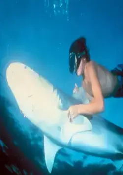 Ловец акул с острова Бора-Бора (1979) в хорошем качестве через торрент Ловец акул с острова Бора-Бора (1979) фильм в хорошем качестве через торрент