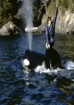 Освободите Вилли 2: Новое приключение (1995) в хорошем качестве через торрент Освободите Вилли 2: Новое приключение (1995) фильм в хорошем качестве через торрент