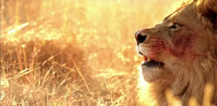 Добыча (2007) через торрент скачать Добыча (2007) фильм через торрент скачать