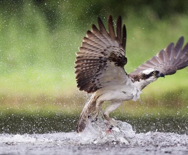 Времена года (2015) через торрент скачать Времена года (2015) фильм через торрент скачать