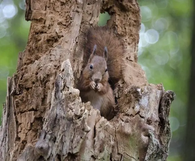 Времена года (2015) через торрент бесплатно Времена года (2015) фильм через торрент бесплатно