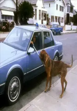 Тёрнер и Хуч (1989) в хорошем качестве через торрент Тёрнер и Хуч (1989) фильм в хорошем качестве через торрент