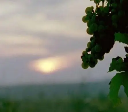 Ягоды (2008) через торрент бесплатно Ягоды (2008) фильм через торрент бесплатно