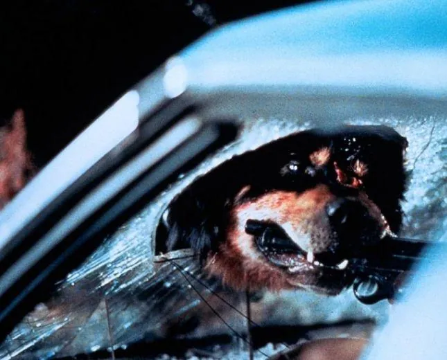 Лучший друг человека (1993) в хорошем качестве через торрент Лучший друг человека (1993) фильм в хорошем качестве через торрент