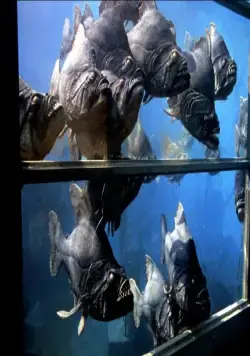 Пираньи (1978) в хорошем качестве через торрент Пираньи (1978) фильм в хорошем качестве через торрент