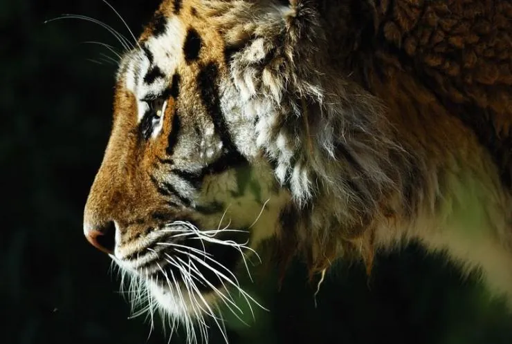 Спасти тигра (2019) через торрент скачать Спасти тигра (2019) фильм через торрент скачать