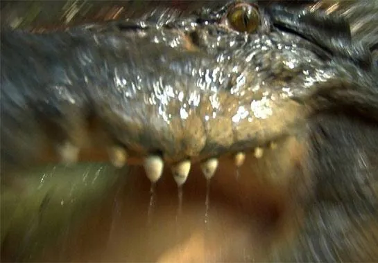 Хищные воды (2007) через торрент бесплатно Хищные воды (2007) фильм через торрент бесплатно