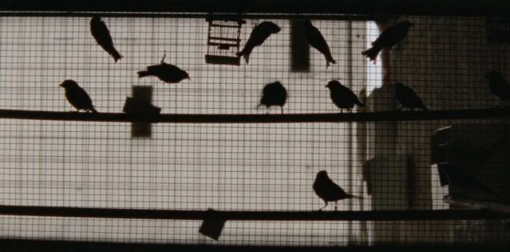 Тысяча и одна ночь: Часть 3. Зачарованный (2015) через торрент бесплатно Тысяча и одна ночь: Часть 3. Зачарованный (2015) фильм через торрент бесплатно