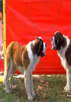 Бетховен 4 (2001) через торрент скачать Бетховен 4 (2001) фильм через торрент скачать