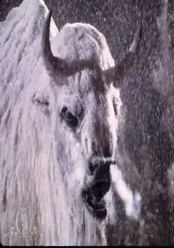 Белый бизон (1977) через торрент скачать Белый бизон (1977) фильм через торрент скачать