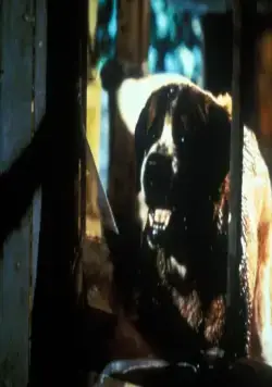 Куджо (1983) через торрент скачать Куджо (1983) фильм через торрент скачать