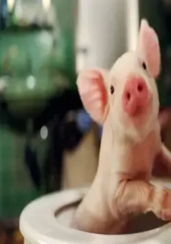 Руди – гончий поросенок (2007) через торрент бесплатно Руди – гончий поросенок (2007) фильм через торрент бесплатно