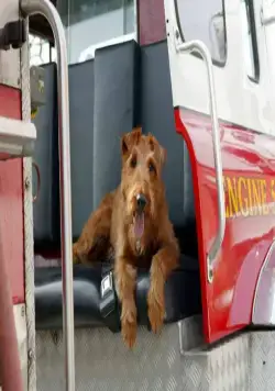 Пожарный пес (2006) через торрент бесплатно Пожарный пес (2006) фильм через торрент бесплатно