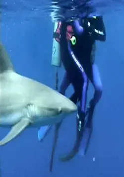 Открытое море (2003) через торрент скачать Открытое море (2003) фильм через торрент скачать