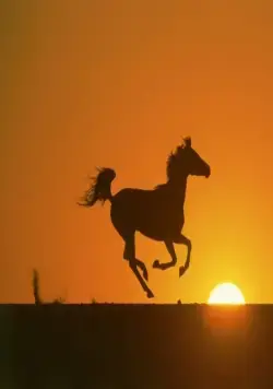 Рожденный в песках (2003) в хорошем качестве через торрент Рожденный в песках (2003) фильм в хорошем качестве через торрент