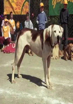 Дорога домой 2: Затерянные в Сан-Франциско (1996) в хорошем качестве через торрент Дорога домой 2: Затерянные в Сан-Франциско (1996) фильм в хорошем качестве через торрент