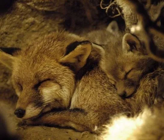 Девочка и лисенок (2007) через торрент скачать Девочка и лисенок (2007) фильм через торрент скачать