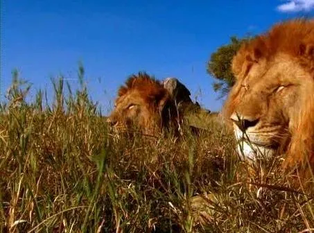 Львиная семейка (2004) в хорошем качестве через торрент Львиная семейка (2004) фильм в хорошем качестве через торрент