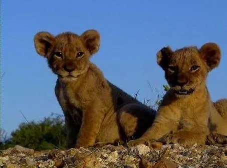 Львиная семейка (2004) через торрент бесплатно Львиная семейка (2004) фильм через торрент бесплатно