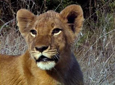 Львиная семейка (2004) через торрент скачать Львиная семейка (2004) фильм через торрент скачать