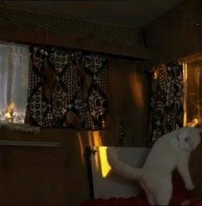 Леди-кошка (2001) в хорошем качестве через торрент Леди-кошка (2001) фильм в хорошем качестве через торрент