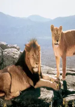 Рожденная свободной (1966) в хорошем качестве через торрент Рожденная свободной (1966) фильм в хорошем качестве через торрент