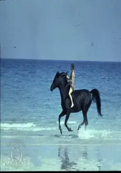 Черный скакун (1979) через торрент скачать Черный скакун (1979) фильм через торрент скачать