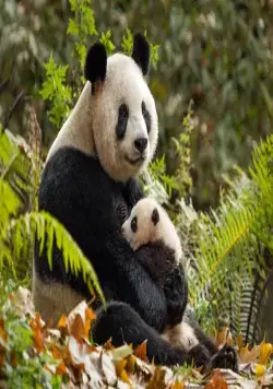 Рождённые в Китае (2016) в хорошем качестве через торрент Рождённые в Китае (2016) фильм в хорошем качестве через торрент