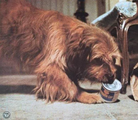 Бенджи (1974) через торрент бесплатно Бенджи (1974) фильм через торрент бесплатно