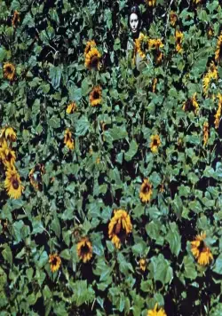 Подсолнухи (1970) через торрент скачать Подсолнухи (1970) фильм через торрент скачать