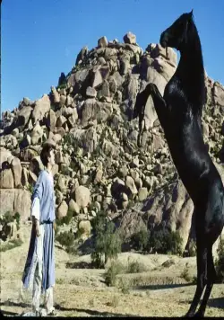 Возвращение черного скакуна (1983) в хорошем качестве через торрент Возвращение черного скакуна (1983) фильм в хорошем качестве через торрент