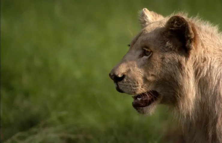 Белый лев (2010) в хорошем качестве через торрент Белый лев (2010) фильм в хорошем качестве через торрент