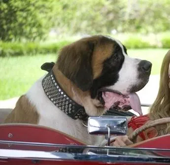 Кинозвезда в погонах (2008) через торрент скачать Кинозвезда в погонах (2008) фильм через торрент скачать