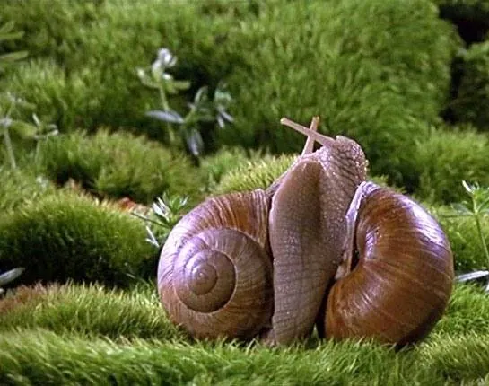 Микрокосмос (1996) в хорошем качестве через торрент Микрокосмос (1996) фильм в хорошем качестве через торрент