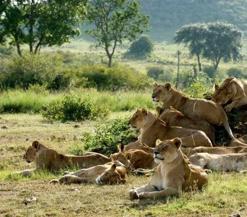 Африканские кошки: Королевство смелых (2011) через торрент скачать Африканские кошки: Королевство смелых (2011) фильм через торрент скачать