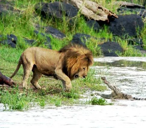 Африканские кошки: Королевство смелых (2011) в хорошем качестве через торрент Африканские кошки: Королевство смелых (2011) фильм в хорошем качестве через торрент