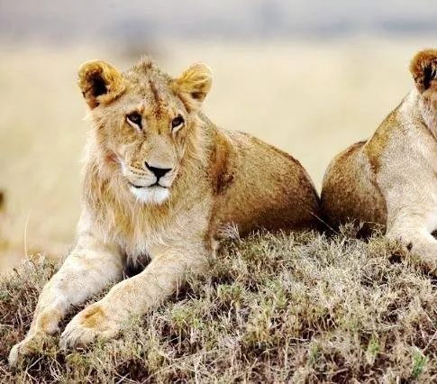 Африканские кошки: Королевство смелых (2011) через торрент бесплатно Африканские кошки: Королевство смелых (2011) фильм через торрент бесплатно