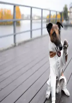 Фокстер и Макс (2019) через торрент скачать Фокстер и Макс (2019) фильм через торрент скачать