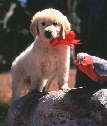 Наполеон (1995) через торрент скачать Наполеон (1995) фильм через торрент скачать