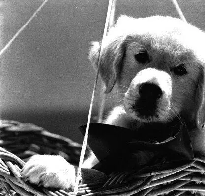 Наполеон (1995) через торрент бесплатно Наполеон (1995) фильм через торрент бесплатно