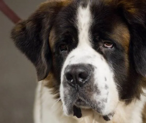 Бетховен: Большой бросок (2008) в хорошем качестве через торрент Бетховен: Большой бросок (2008) фильм в хорошем качестве через торрент