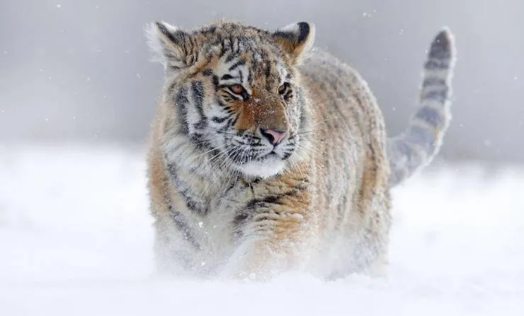 Семь миров, одна планета (2019) через торрент скачать Семь миров, одна планета (2019) сериал через торрент скачать